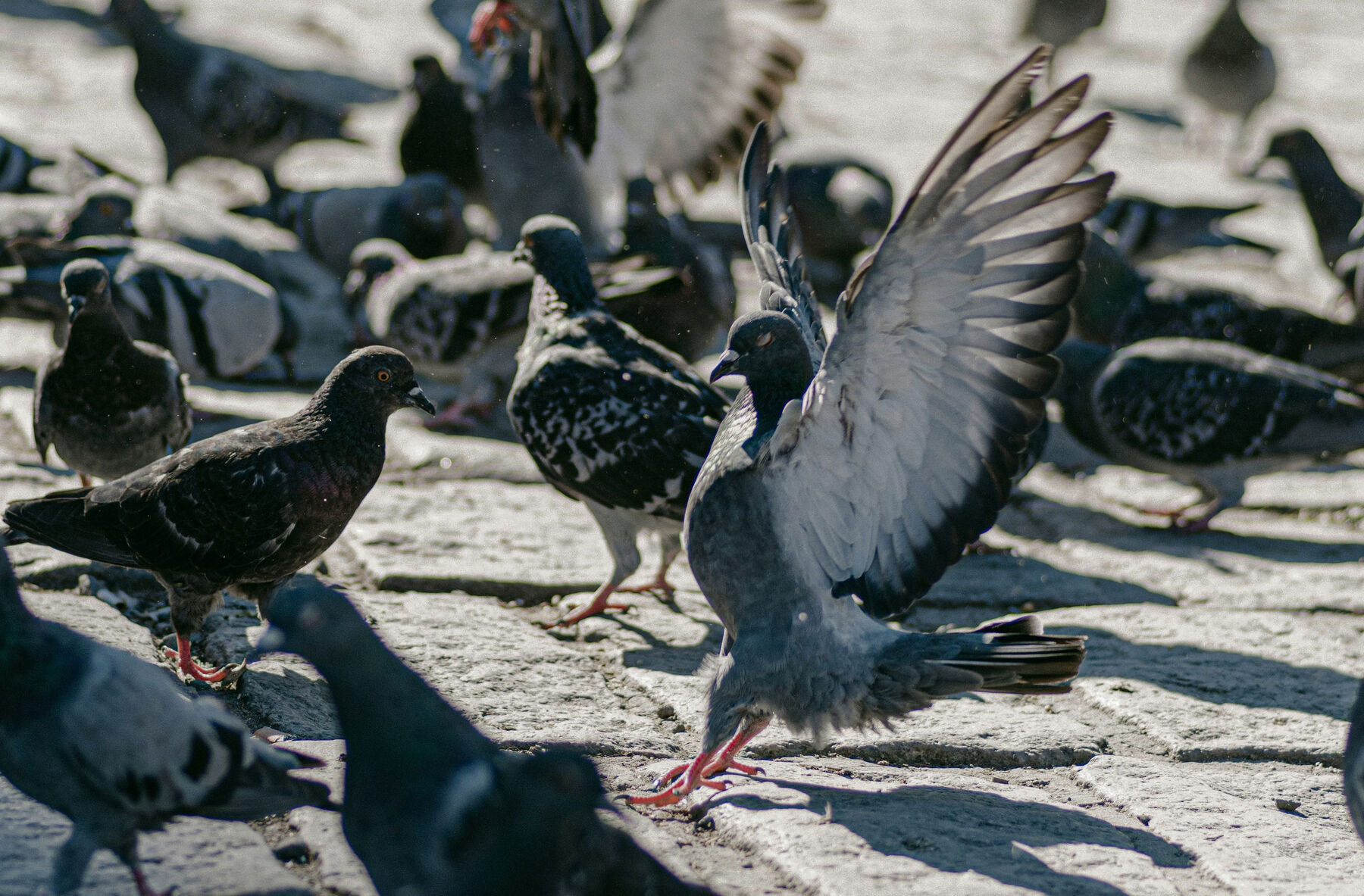 A flock of pigeons, one spreading its wings